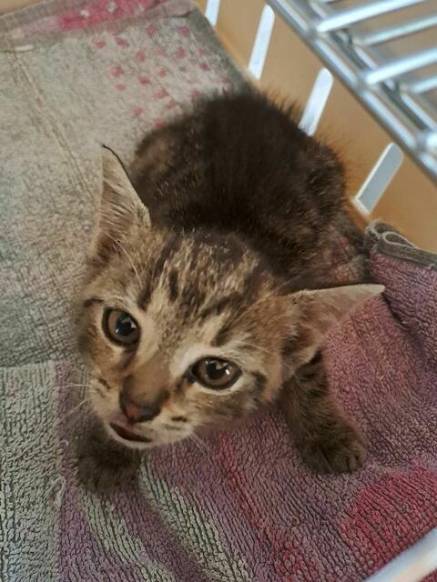 Flora wurde ins Tierheim Krems gebracht.