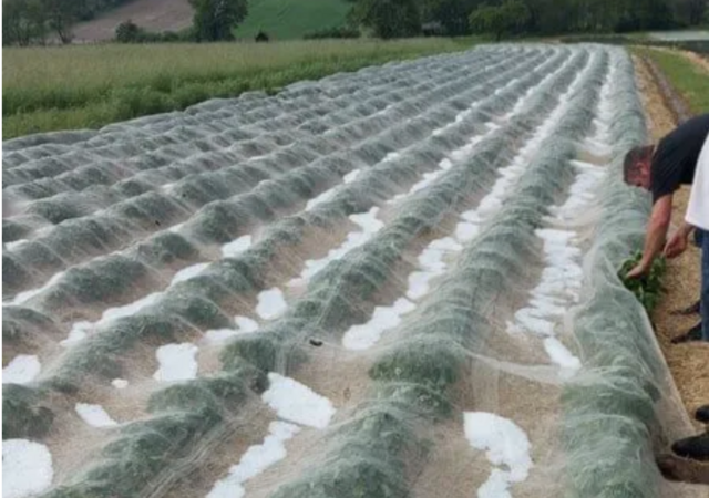 Der Hagel hat den Erdbeeren im Burgenland (und in der Marktgemeinde Wiesen) schwer zu schaffen gemacht. | Foto: Hagelversicherung