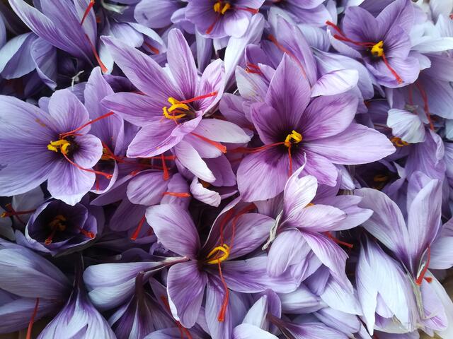 Innviertler Safranblüten. | Foto: Meingassner