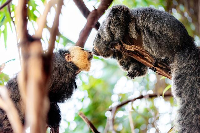 Karl (links) und Gaby (rechts) zeigen große Zuneigung. | Foto: Dominik Moser