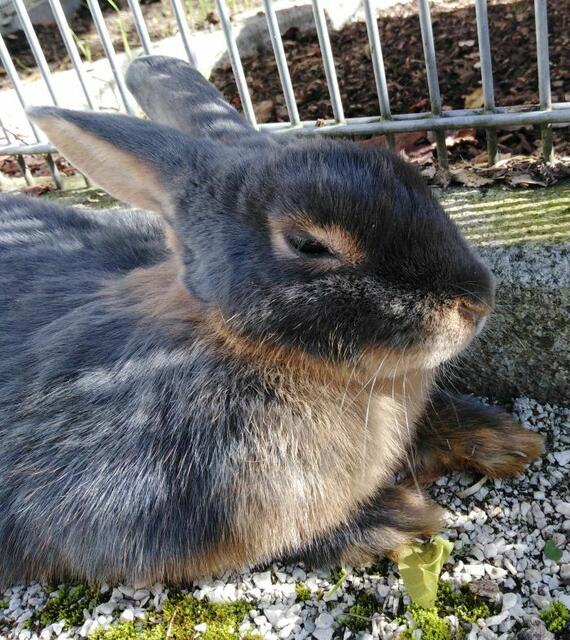 Kiwi ist eine sehr liebe und aktive Katzendame. | Foto: Arche Wels