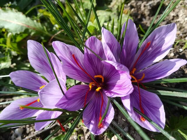 Innviertler Safranblüte in Lambrechten. | Foto: Meingassner