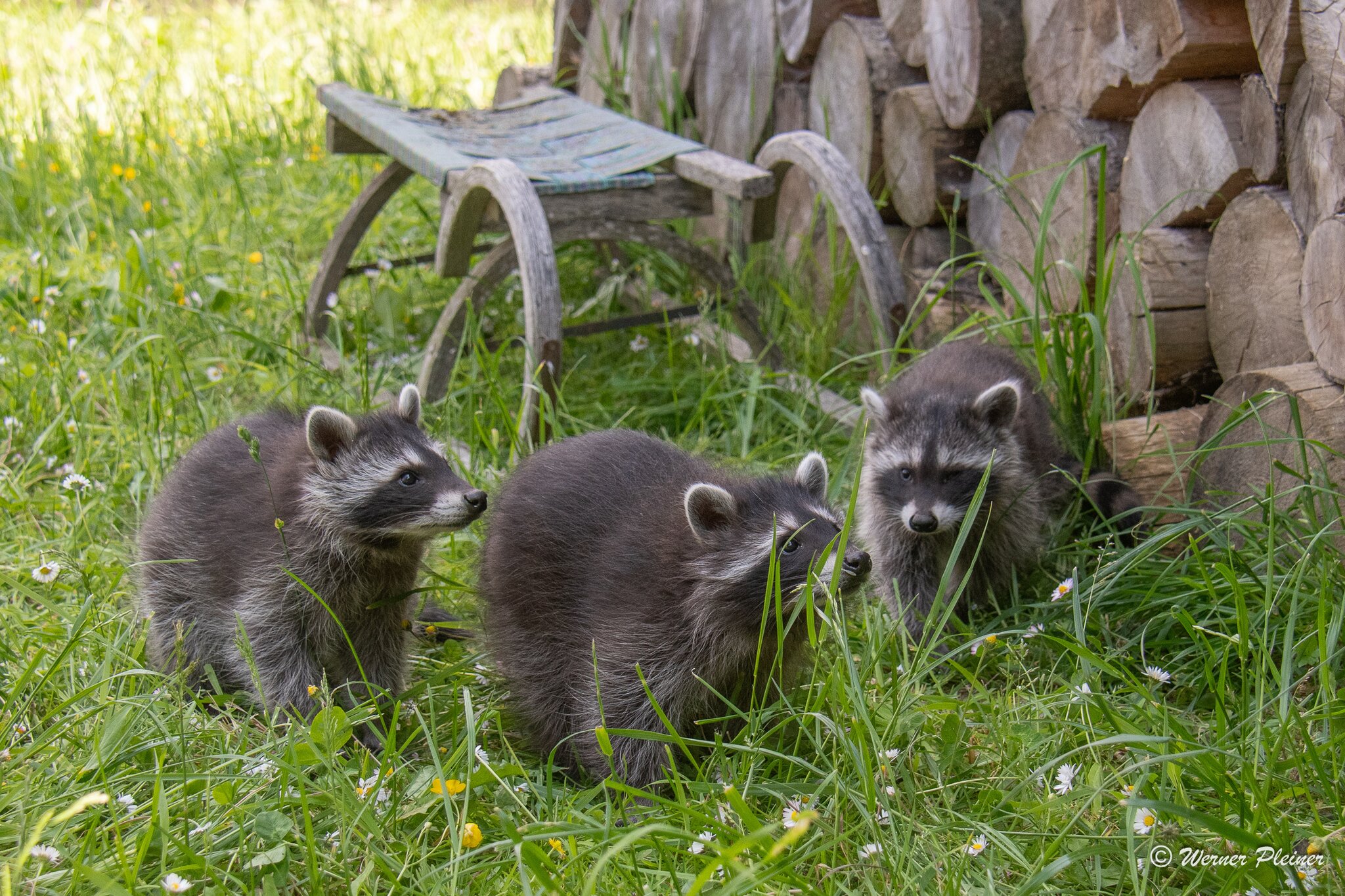 Erfolgreich aufgepäppelt Drei WaschbärenBabys begeistern am Wilden Berg Leoben