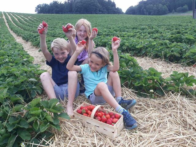 Fabiola, Leonhard und Johannes Thaller lassen sich die Erdbeeren am Erdbeerfeld in Sarleinsbach schmecken. | Foto: Thaller