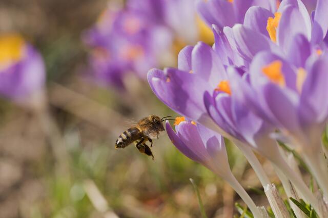 Das Netzwerk der Bienenfreundlichen Gemeinden umfasst mittlerweile 82 Gemeinden und Städte und erstreckt sich über ganz Oberösterreich. | Foto: frank11/PantherMedia