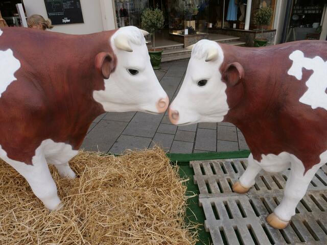 Zwei lebensechte Stierfiguren waren bei der Infoveranstaltung vom Verein gegen Tierfabriken dabei.  | Foto: Foto: VGT.at