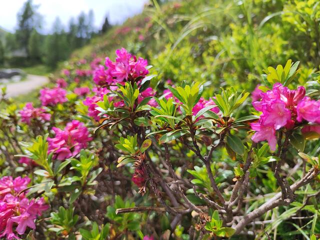 Das Gebiet Reiteralm-Fageralm ist für seine besondere Almrauschblütenpracht bekannt... | Foto: I.Wozonig
