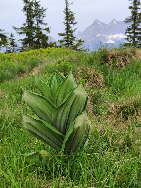 Gleich sind wir oben..
Der Germer wächst auch schon kräftig.. | Foto: I.Wozonig