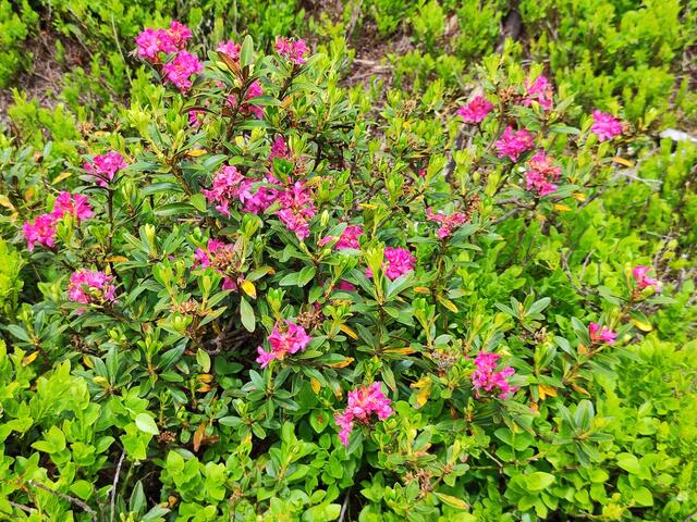 Herrlicher Almrausch... | Foto: I.Wozonig