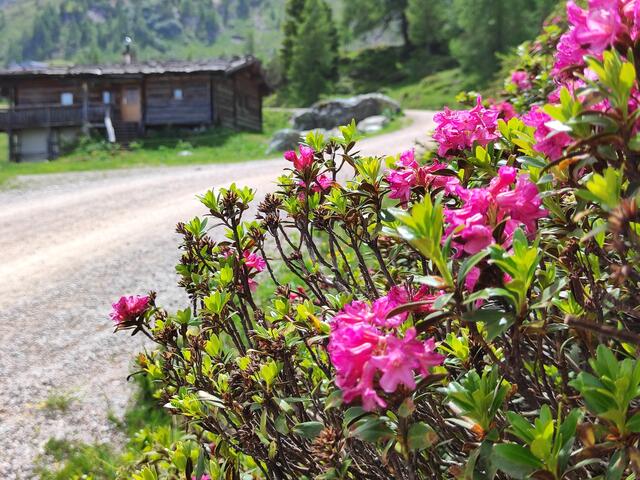 Hier blüht der Almrausch besonders üppig... | Foto: I.Wozonig