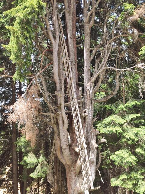 Reste von einem alten Hochstand.. | Foto: I.Wozonig