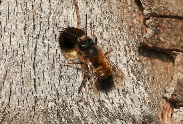 Foto: Team Stadtökologisches Umsetzungsprogramm