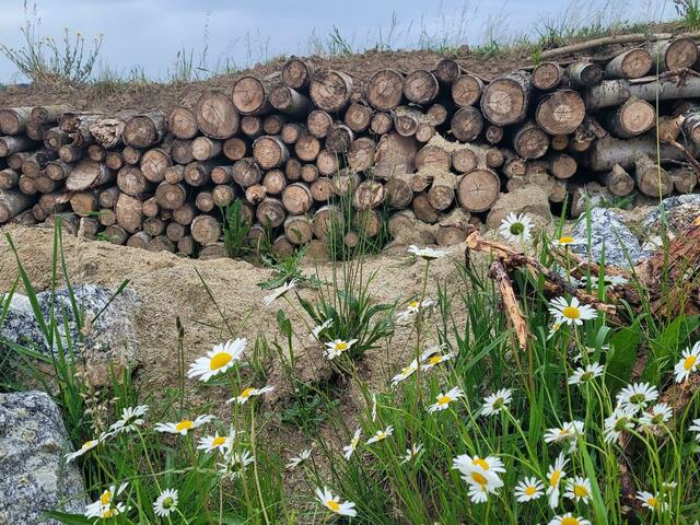 Foto: Team Stadtökologisches Umsetzungsprogramm