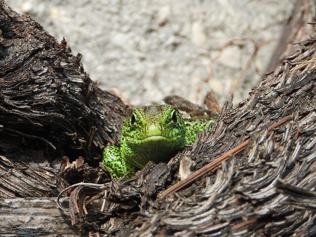 Foto: Team Stadtökologisches Umsetzungsprogramm