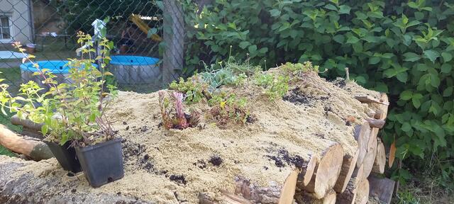 Foto: Team Stadtökologisches Umsetzungsprogramm