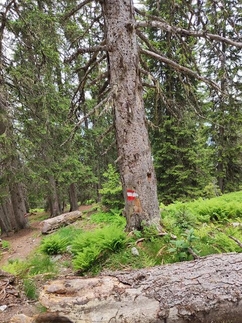 Gut markiert.. | Foto: I.Wozonig