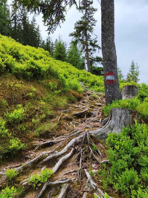 Hier muss man auch mal auf den Boden schauen... | Foto: I.Wozonig