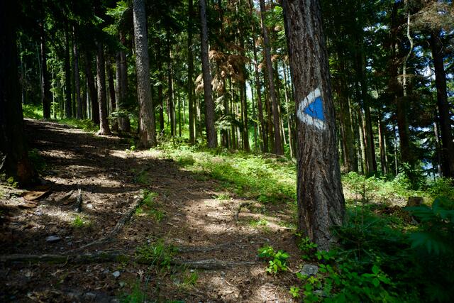 Bei der Wanderung von der Gfiederwarte Richtung Ternitz kreuzte ein Jung-Fuchs den Weg des Redakteurs. 