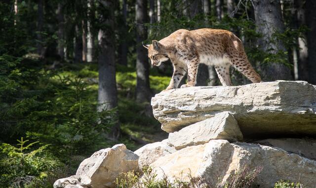 Im rund 5.000 Quadratmeter großen Luchsgehege fühlen sich die Tiere sichtlich wohl. | Foto: Harald Steiner