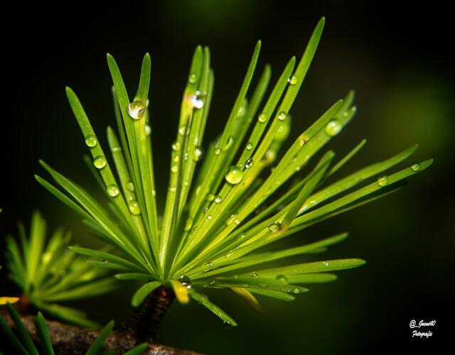 .....sie mögen auch den Regen ....