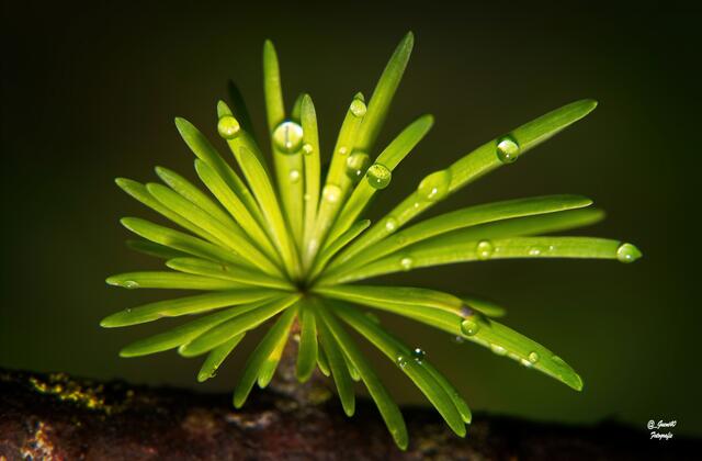 ....ist immer ein Hingucker in der Natur .....