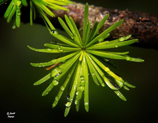 ......als ob sie sich wegen des Regens noch mehr geöffnet haben ....