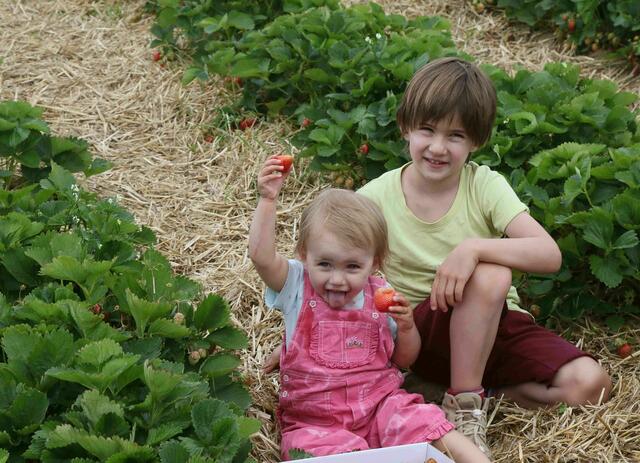 In Niederkappel können vermutlich ab Montag, 3. Juni 2024, wieder süße Früchte gepflückt werden. | Foto: gawe