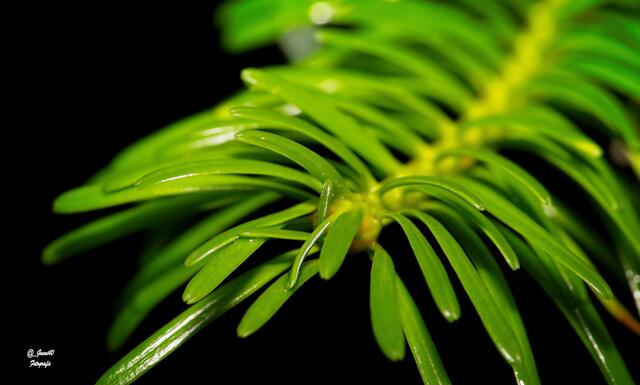 ......das frische Grün .....