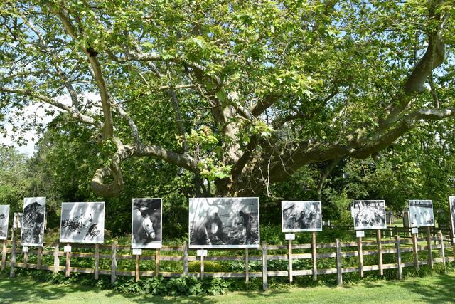 Fotos rund um die Platane. | Foto: Preineder