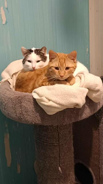 Anton (rot) und Bengi (weiß) suchen ein gemeinsames Zuhause. | Foto: Jelinek