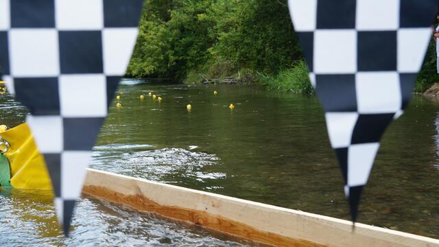 Das heiße Rennen am Wasser: die Enten schwimmen um den großen Preis von Fischamend. | Foto: Alexander Paulus