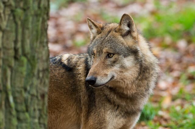 Der Wolf wird immer häufiger in der Obersteiermark gesichtet. | Foto: Ralph Frank
