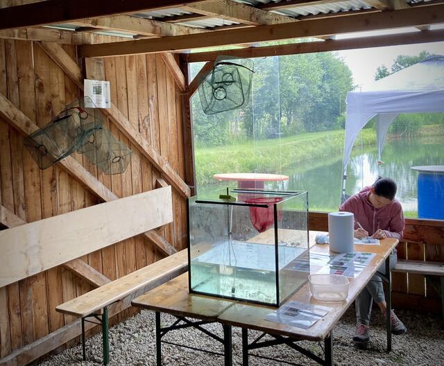Tina beim erfassen der gesammelten Daten der Fische | Foto: Fischereiverein Neustift