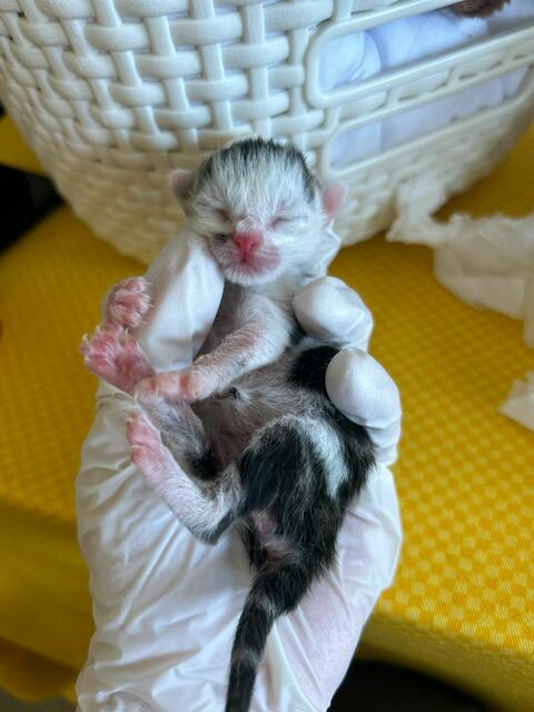 Am Sonntag fanden Passanten vier verwaiste Kitten im Floridsdorfer Park. Da die Katzenmama nicht mehr auftauchte, wurden diese der Tierschutz Austria übergeben, wo sie aktuell aufgepäppelt werden. | Foto: Tierschutz Austria