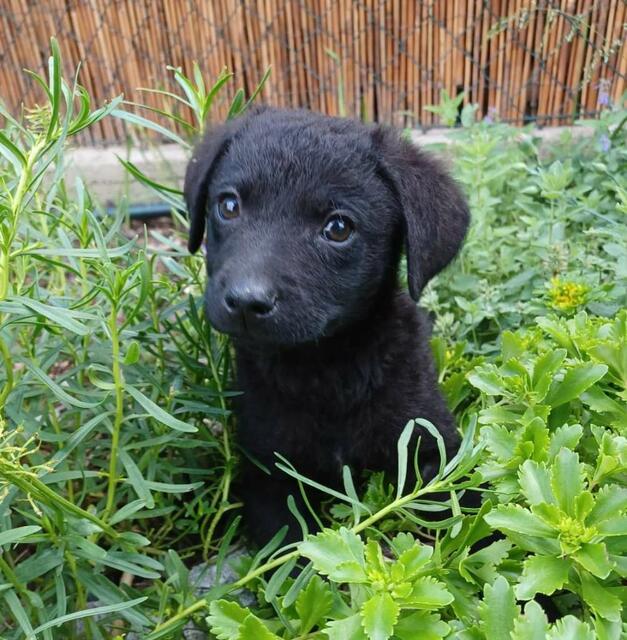 Herziger mittelgroß werdender männlicher Welpe sucht seinen Idealplatz.