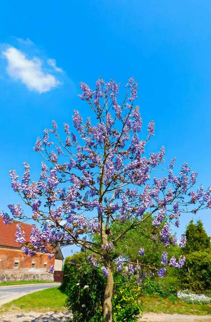 Fünf bis sechs Jahre dauert es bis zur ersten Blüte des Blauglockenbaums. | Foto: Stockenhuber