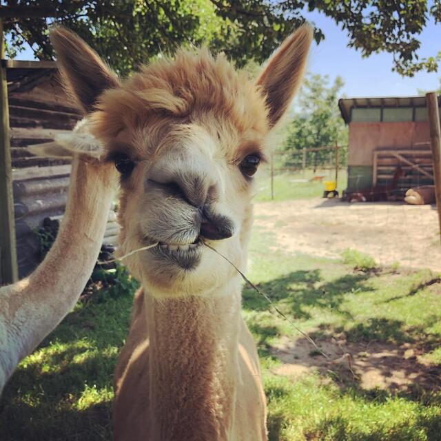 Foto: Dirndltal Alpaka