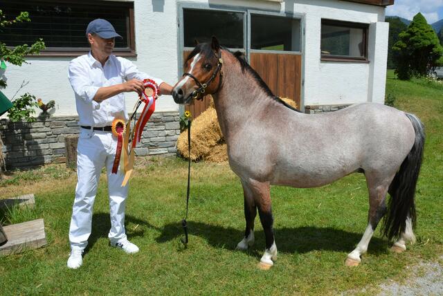 Max Schrettl aus Wörgl mit seinem siegreichen Welsh A Hengst „MS Justice“ bei der Zuchtschau West am Hanneshof  | Foto: Georg Krepper