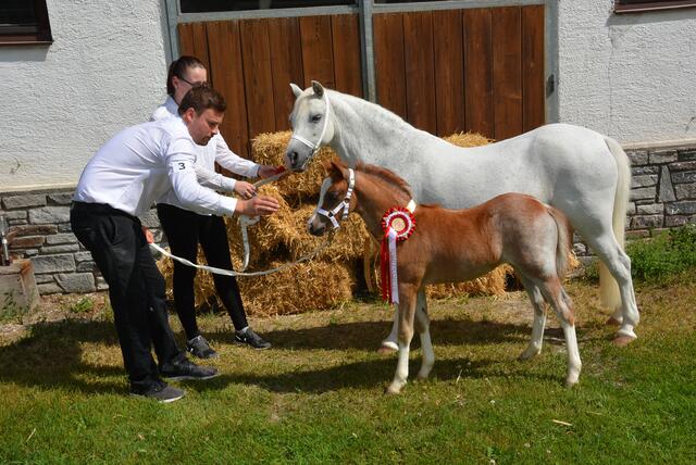 Fohlensieger und Tagesreservesiegerin “HB California Dream Girl“ von Mario Anker aus Ebbs bei der Zuchtschau West am Hanneshof  | Foto: Georg Krepper