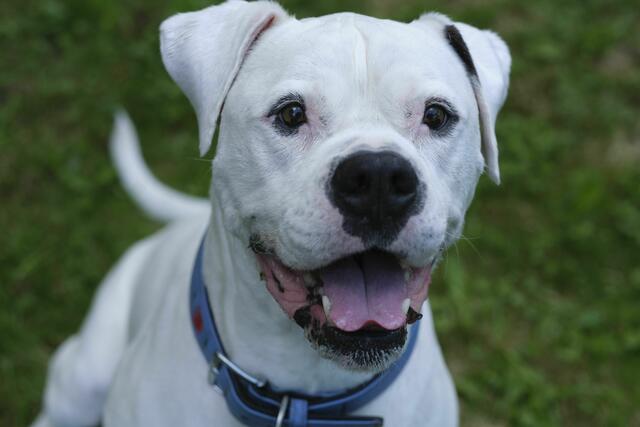 Den Namen Snow hat der/die Hund/Hündin seiner außergewöhnlichen Fellfarbe zu verdanken. | Foto: Arche Wels