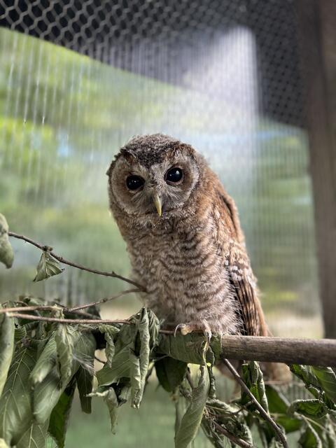 Waldohreulen mit Schrotwaffen zusammengeschossen: Richter am Welser Landesgericht verhängt Geldstrafen und Waffenverbot über die Angeklagten. | Foto: Pfotenhilfe