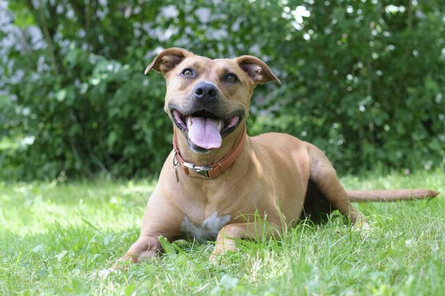 Alma ist verspielt und tollt gerne im Freien herum. | Foto: Arche Wels