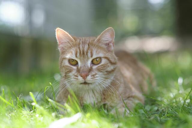 Die Katze Hamlet schaut nicht immer so verzwickt - er/sie ist einfach nicht so photogen. | Foto: Arche Wels