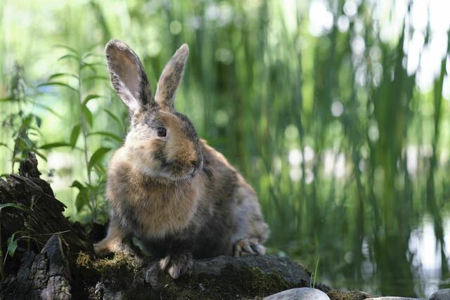Häschen Akeno zeigt sich von seiner besten Seite. | Foto: Arche Wels