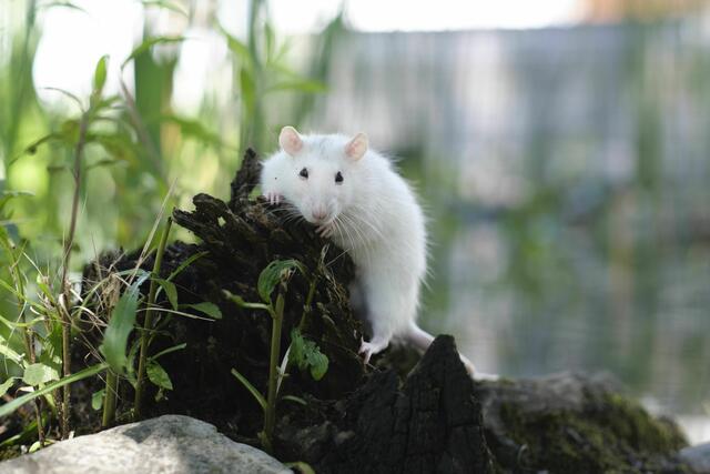 Die Ratte Skittles liebt es zu klettern und zu "kraxeln". | Foto: Arche Wels