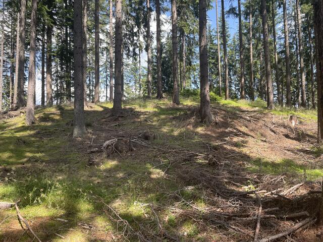 "Der Trollkogel": Voruntersuchungen hätten eine Wehranlage gezeigt, die möglicherweise aus der Bronze- oder Eisenzeit stammt. | Foto: Koidl