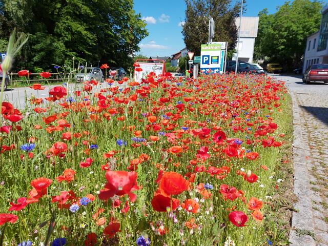 Blühfläche vor der Arztordination | Foto: Privat