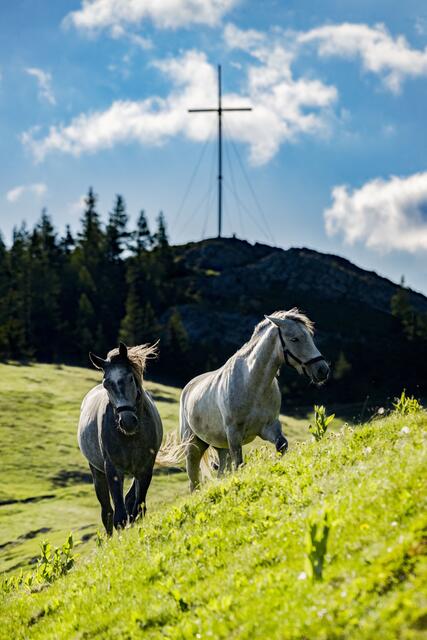 In der Nähe des Brandkogels trainieren die Lipizzaner ihre Sehnen, Bänder und ihre Trittsicherheit. | Foto: Rene van Bakel