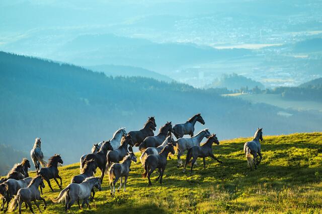 Unbeschwerte Jugend auf der Stubalm. Rund 40 junge Lipizzanerhengste verbringen hier ihre Sommer. | Foto: Rene van Bakel