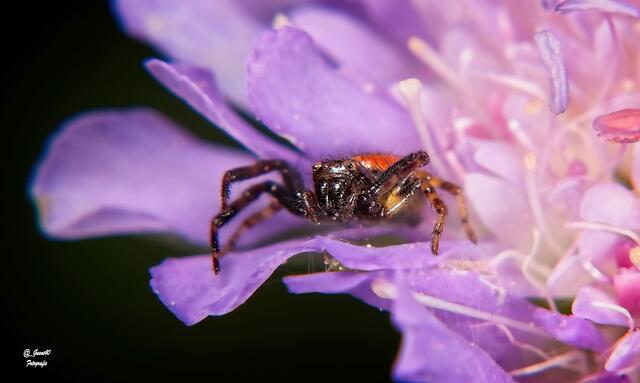 ........servus Güni,na,mach mal schnell ein Bild'l ....